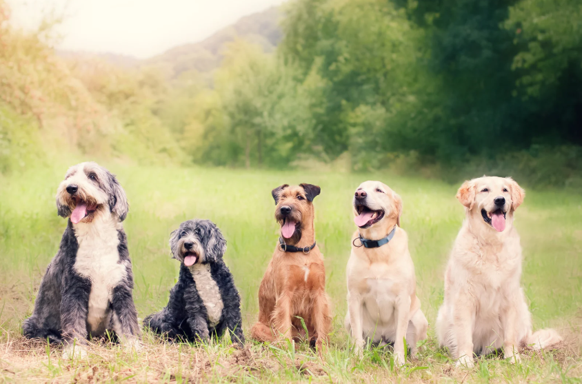 How My Daughter Went From Terrified of Dogs to Absolutely Smitten